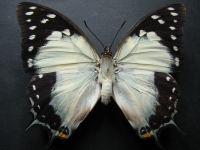 Polyura sempronius sempronius - Adult